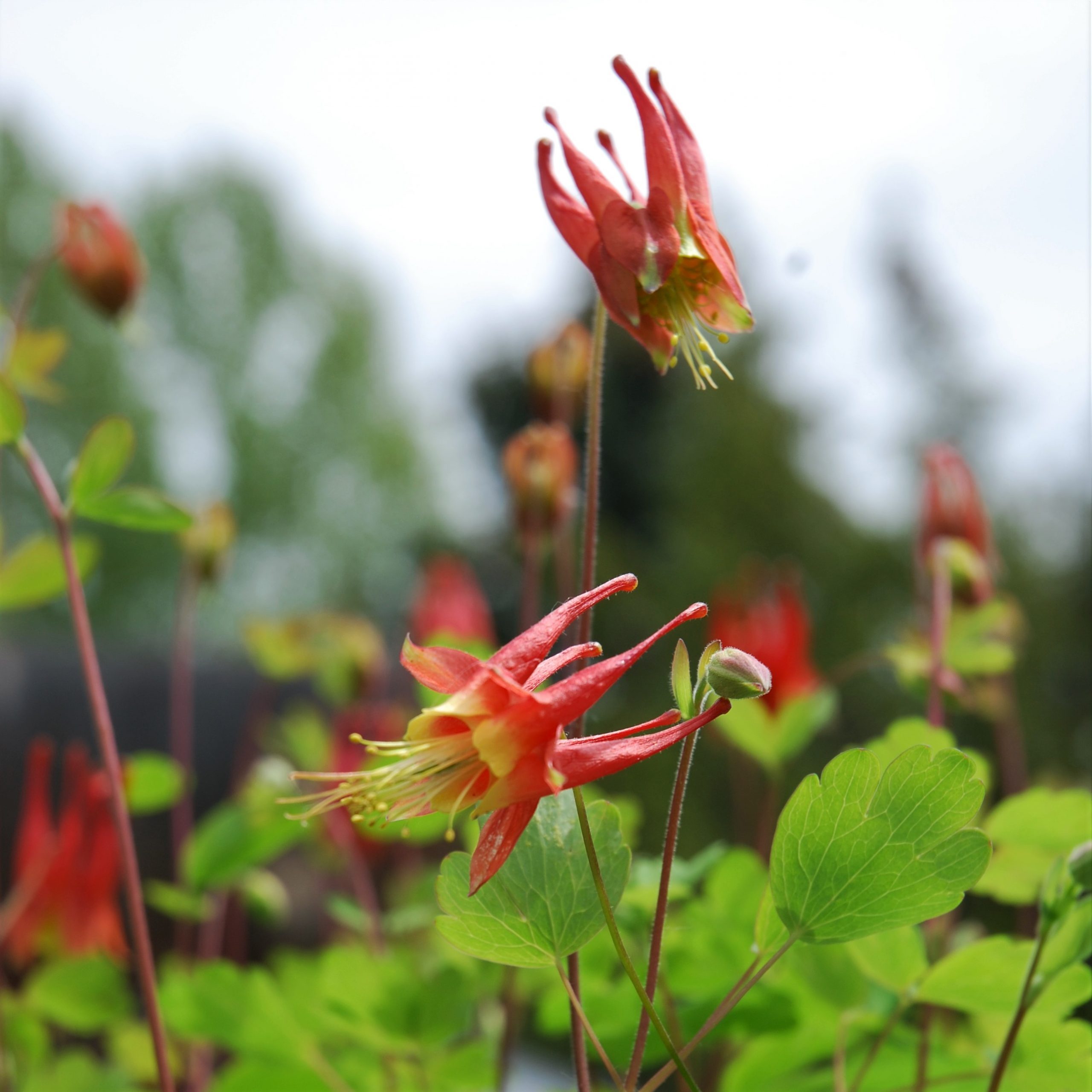 Native Plant Portrait: Columbine Species