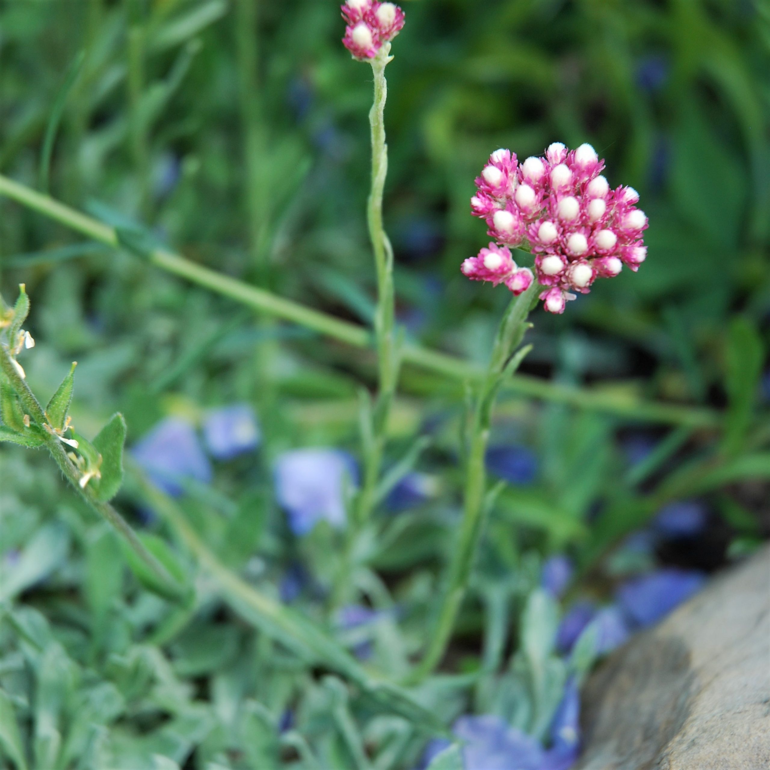 Native Plant Portrait: Antennaria Species