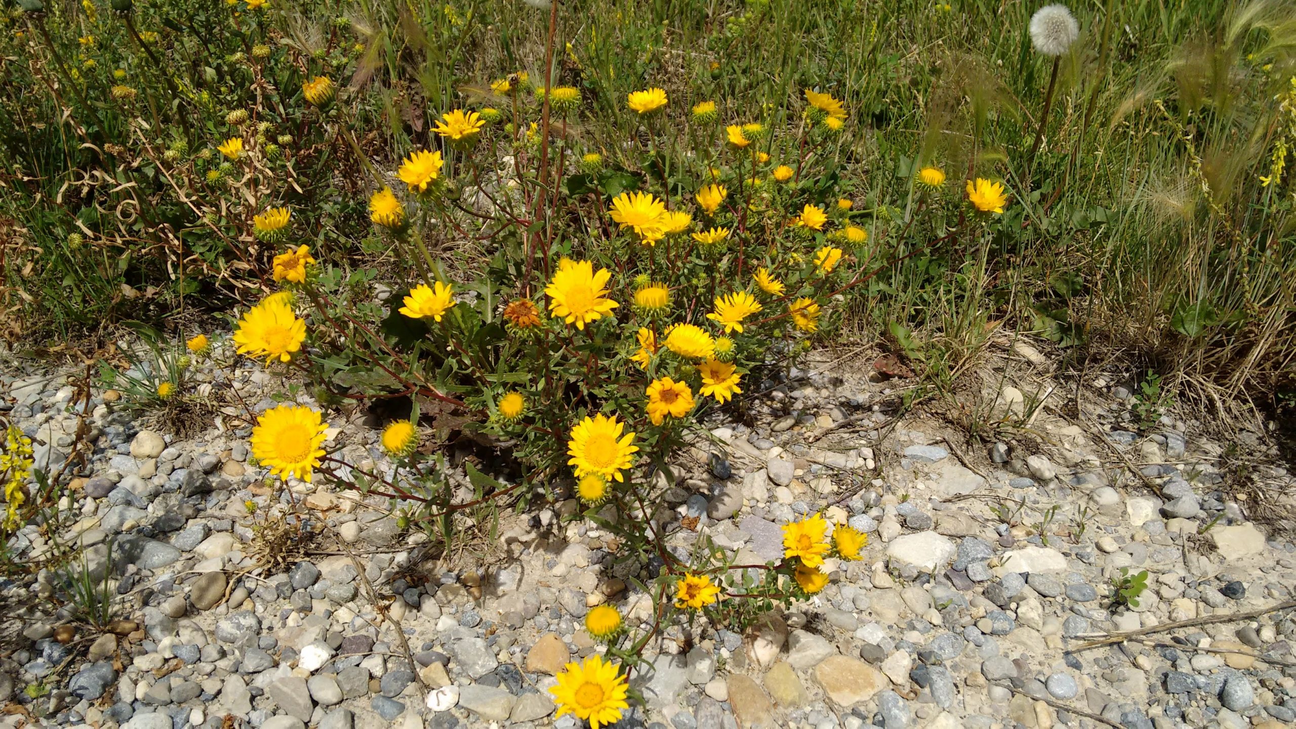 Native Plants for Herbal Tea