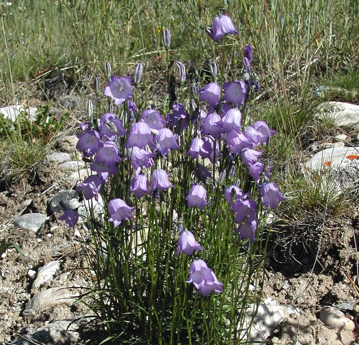 Campanula rotundifolia