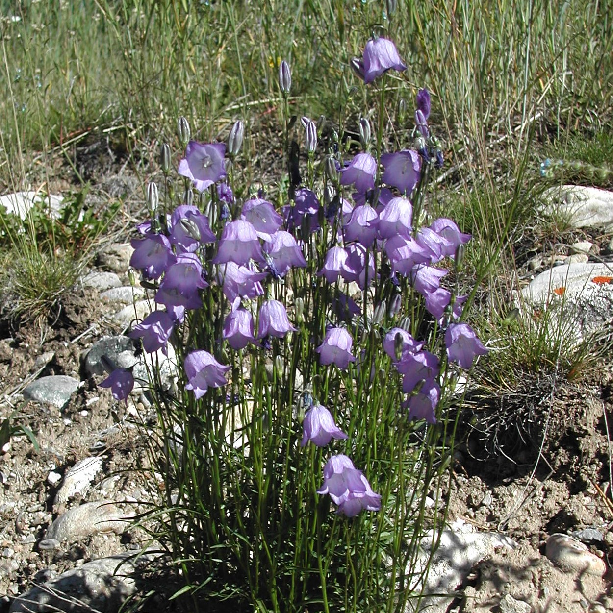 Native Plant Portrait: Harebell