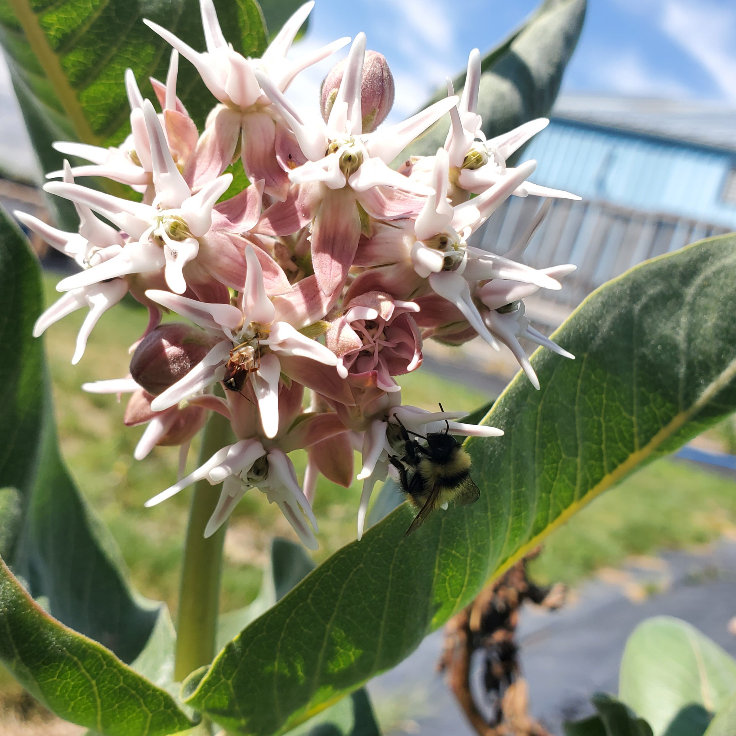 <strong>Native Plants to Promote Healthy Ecosystems and Pollinators</strong>